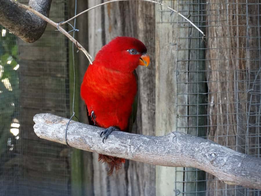Cape Town: World of Birds & Animal Sanctuary - Starting with Africa’s largest bird sanctuary