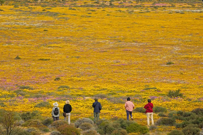 Cape West Coast Full Day Private Day Tour - Langebaan, lunch, and a choice to make
