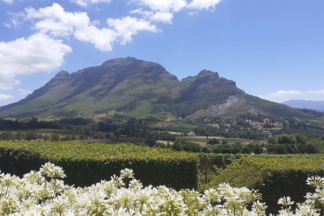 Cape Winelands and Wine Tasting Full Day Tour - Marianne Wine Estate: Stellenbosch wine with biltong