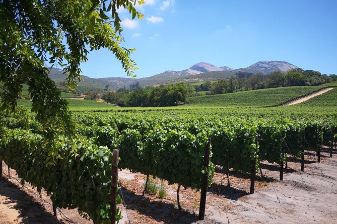 Cape Winelands Stellenbosch Franschhoek Paarl Tour from Cape Town - Price, extra costs, and overall value