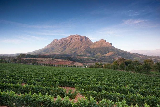 Cape Winelands Tour - Rust en Vrede: A Calmer Tasting Room