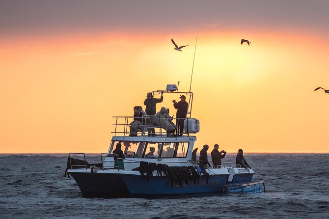CapeTown: Shark Cage Diving Experience with Scuba - Starting at Simon’s Town for a False Bay sea outing