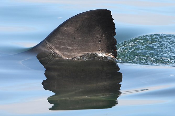 CapeTown: Shark Cage Diving Experience with Scuba - Cape Point, Blue Sharks, and Mako Sharks