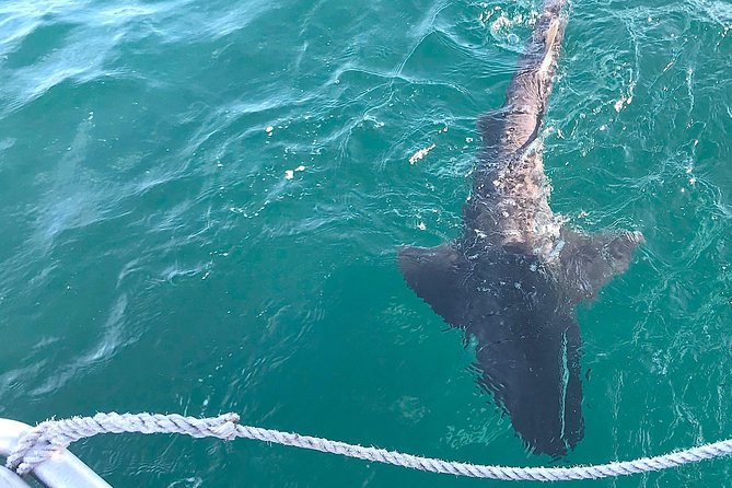 CapeTown: Shark Cage Diving Experience with Scuba - Seasickness, cold water, and small practical details