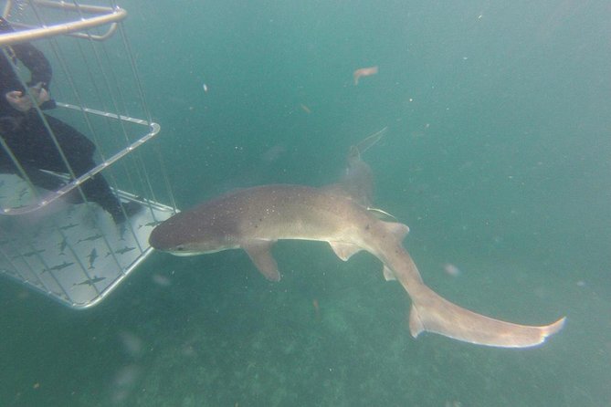 CapeTown: Shark Cage Diving Experience with Scuba - Is $218.26 a fair price for three and a half hours?