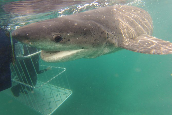 CapeTown: Shark Cage Diving Experience with Scuba - Seal Island and the first wildlife sightings