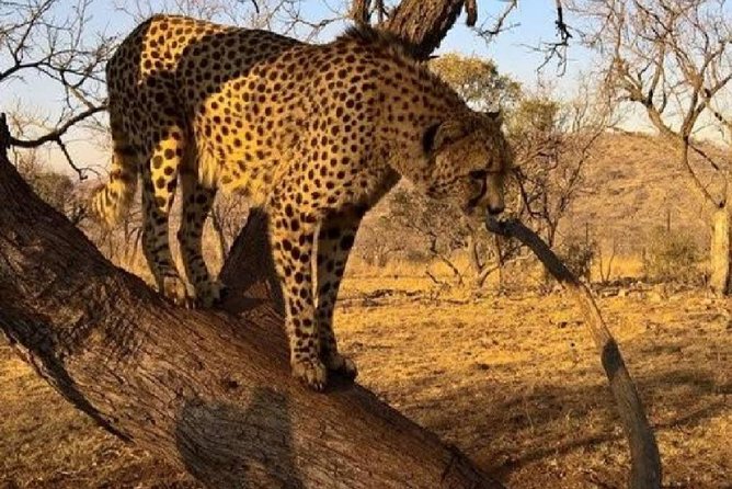 Captivating Safari Lion Park Experience (Half Day Guided Tour) - A practical safari from Johannesburg
