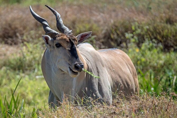 Captivating Safari Lion Park Experience (Half Day Guided Tour) - Giraffes, zebra, and the quieter moments