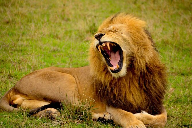 Captivating Safari Lion Park Experience (Half Day Guided Tour) - What the park setting feels like