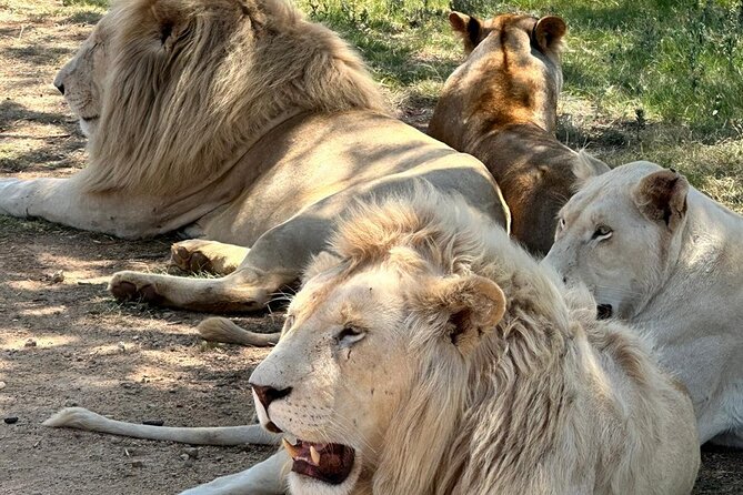Captivating Safari Lion Park Experience (Half Day Guided Tour) - The guide can make or break the visit