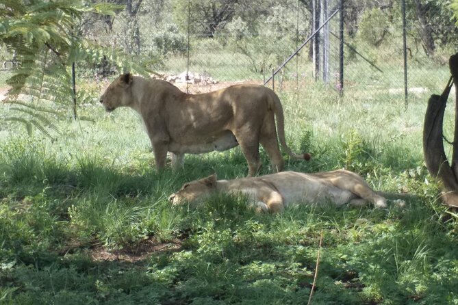 Captivating Safari Lion Park Experience (Half Day Guided Tour) - Is $94.90 a fair price?