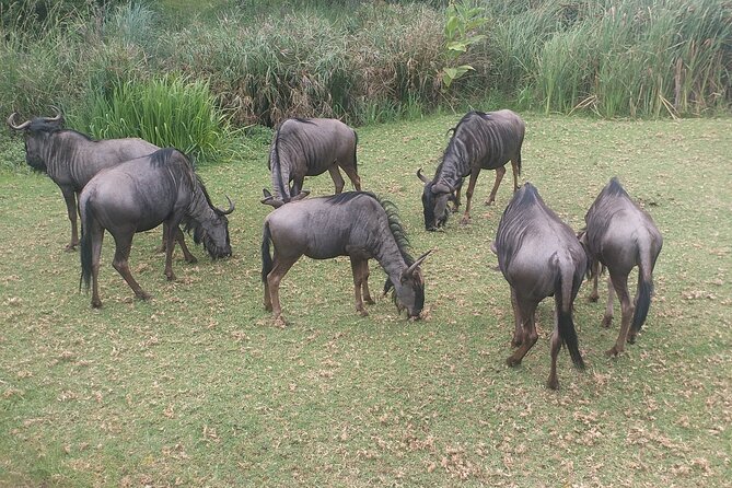 Captivating Safari Lion Park Experience (Half Day Guided Tour) - Two hours among lions and predators