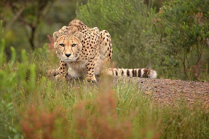 Cats in Conservation - Five things to know before you book