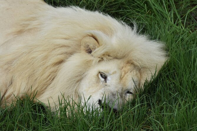 Cats in Conservation - What makes Tenikwa different from a quick animal visit
