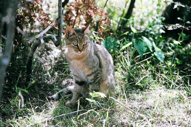 Cats in Conservation - A guided walk through the center and local wildlife