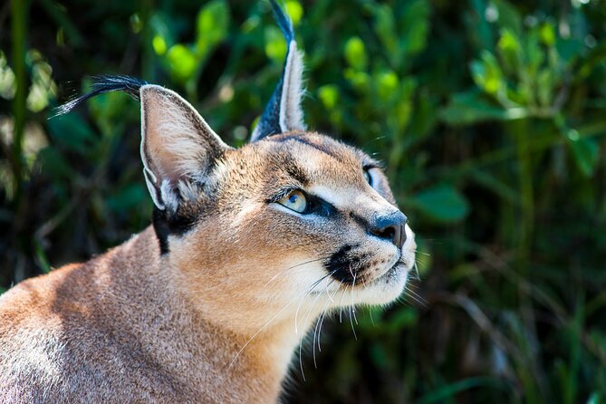 Cats in Conservation - Meals, refreshments, and the value of a full day