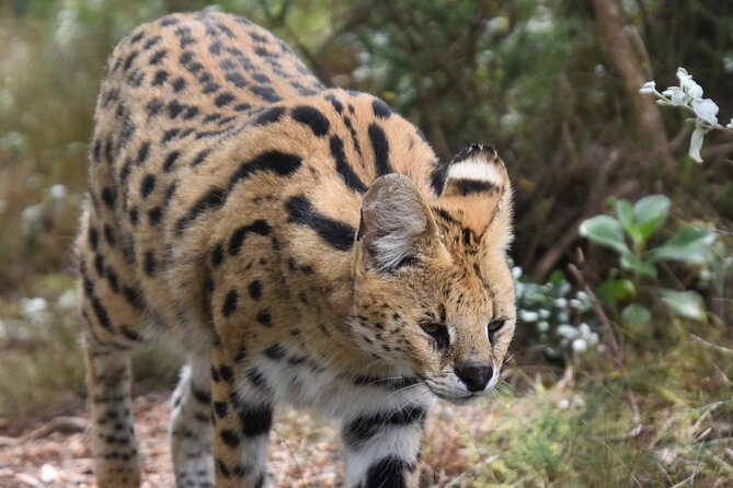 Cats in Conservation - Who will enjoy this most