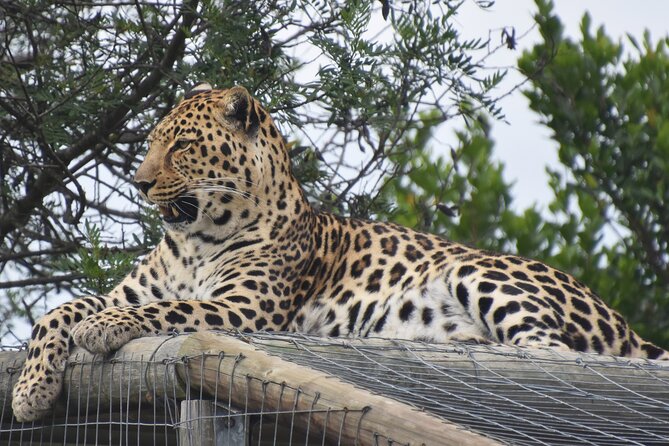 Cats in Conservation - Seeing the wild cats in spacious enclosures