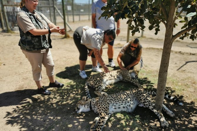 Cheetah Outreach Tour Somerset West, Gordon's Bay and Strand Beaches - Why this Cape Town half-day tour works
