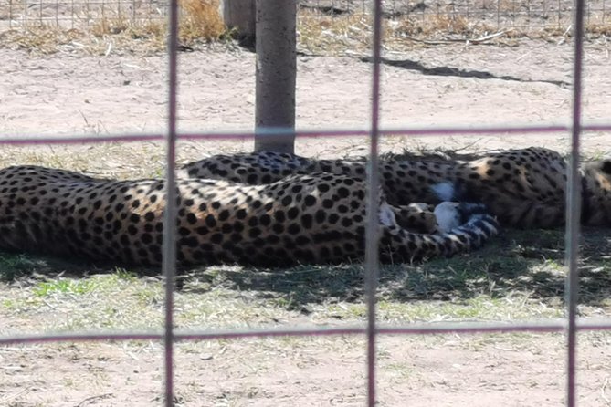 Cheetah Outreach Tour Somerset West, Gordon's Bay and Strand Beaches - Gordon’s Bay for views, swimming, and lunch