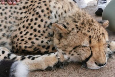 Cheetah Outreach Tour Somerset West, Gordon’s Bay and Strand Beaches