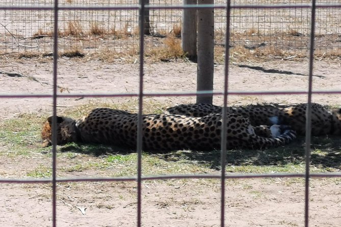 Cheetah Outreach Tour Somerset West, Gordon's Bay and Strand Beaches - Should you book the Cheetah Outreach and beaches tour?