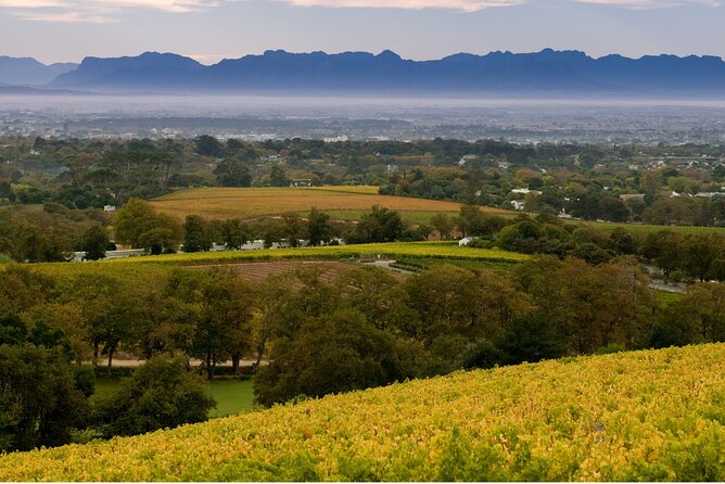 Constantia Hidden Gem Cycle Half Day - Private Tour - Cycling through Constantia’s leafy roads