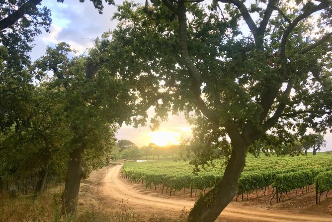 Constantia Hidden Gem Cycle Half Day - Private Tour - Who should book this Constantia cycling tour?