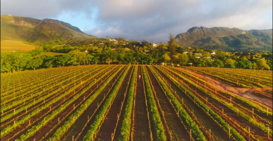 Constantia: Wine Walk with Lunch and Enchanting Stories - The one-hour walk to Klein Constantia