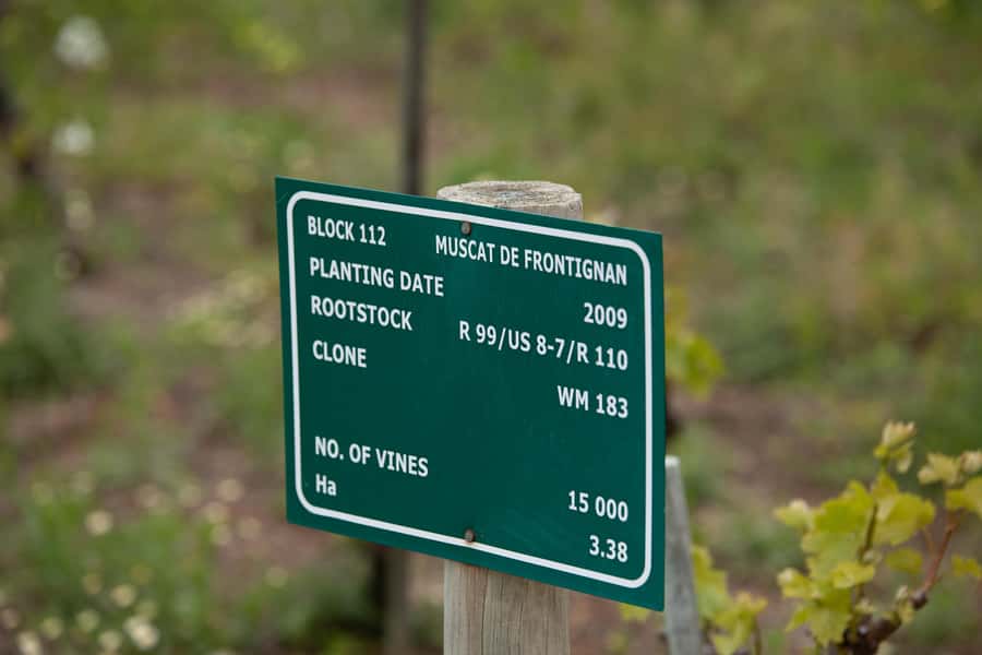 Constantia: Wine Walk with Lunch and Enchanting Stories - Klein Constantia and the Vin de Constance moment