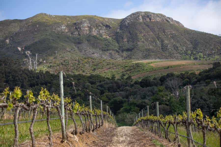 Constantia: Wine Walk with Lunch and Enchanting Stories - Practical details that shape the day