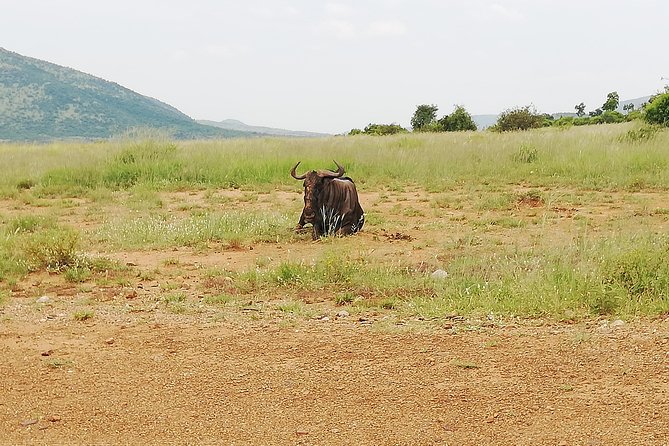 Cradle of Human Kind & Lion & Rhino Park Tour Full day Tour Private - From human fossils to living animals