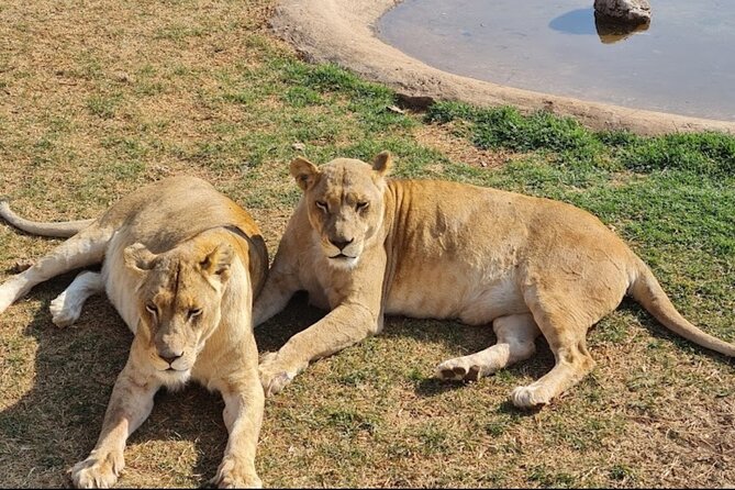 Cradle of Human Kind & Lion & Rhino Park Tour Full day Tour Private - What the private format really adds