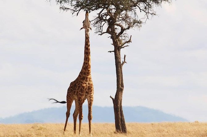 Cradle of Human Kind & Lion & Rhino Park Tour Full day Tour Private - Is $194.36 per person good value?