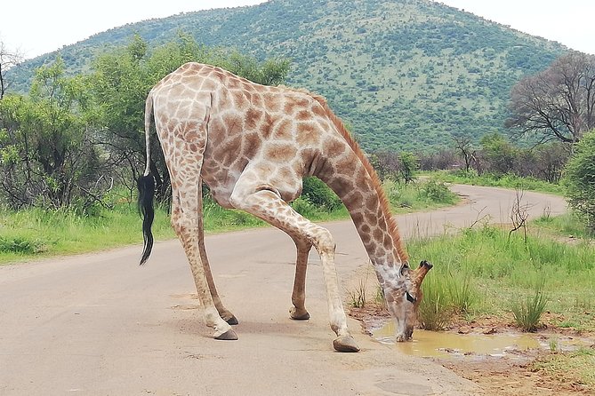 Cradle of Human Kind & Lion & Rhino Park Tour Full day Tour Private - Who will enjoy this tour most?