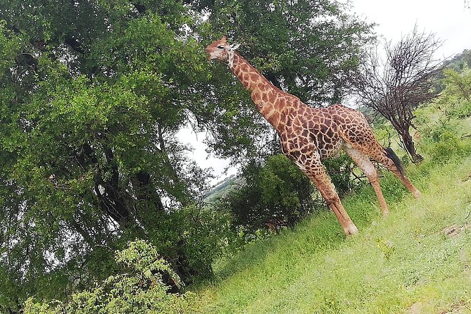 Cradle of Human Kind & Lion & Rhino Park Tour Full day Tour Private - Practical tips for making the day work