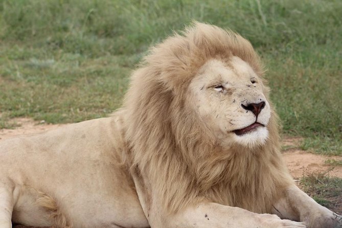 Cradle of Humankind and Lion and Safari Park Tour from Johannesburg or Pretoria - The morning pickup from Johannesburg or Pretoria