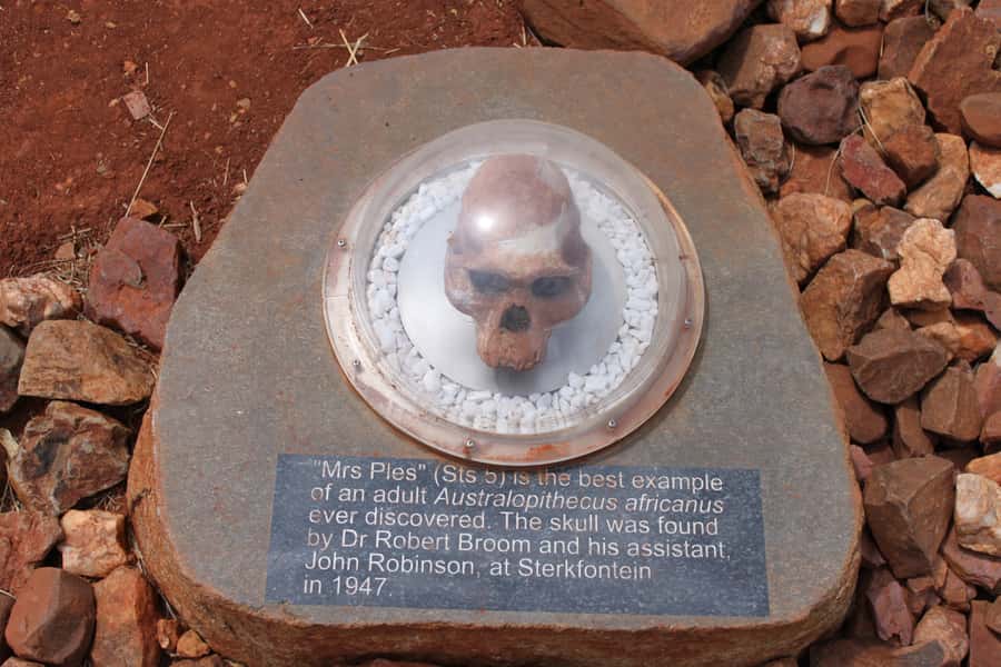 Cradle of Humankind and Sterkfontein Caves Half-Day Tour - Lunch, Snacks, and a Useful Warning