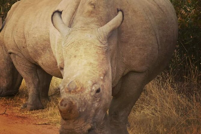 Cradle of Humankind, Caves or Maropeng, Rhino and Lion Park - Shane Gouldie as your guide