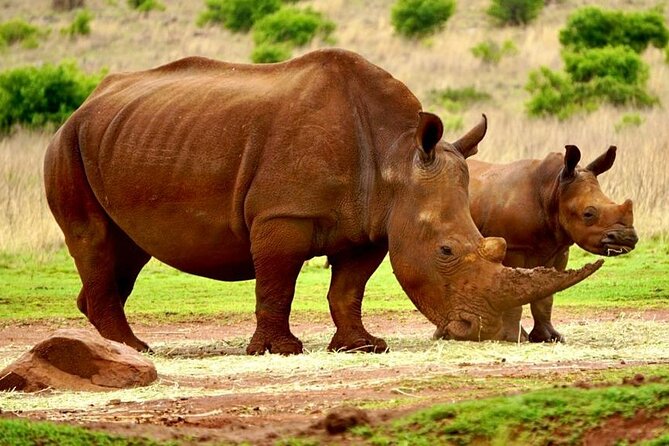 Cradle of Humankind, Caves or Maropeng, Rhino and Lion Park - Is the $97.77 price good value?