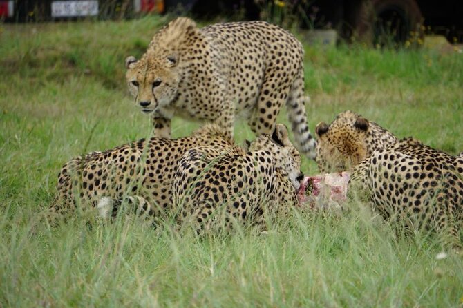 Cradle of Humankind, Caves or Maropeng, Rhino and Lion Park - What I would know before booking