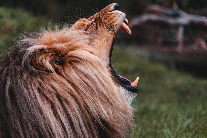 Cradle of Humankind Tour with Lion Safari from Johannesburg - What Jason adds to the experience