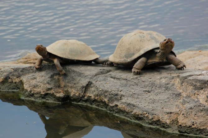 Cruise on Blyde Dam & Moholoholo Rehab Centre Day Tour from Hazyview - Is $156.63 good value?