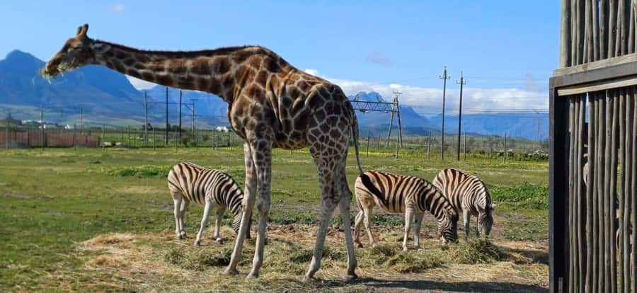 CT:Giraffe house-lions-leopard-tiger and WineTasting - Key points before you book