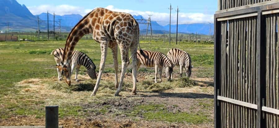 CT:Giraffe house-lions-leopard-tiger and WineTasting - From Cape Town to the animal parks