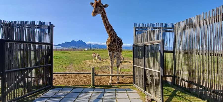 CT:Giraffe house-lions-leopard-tiger and WineTasting - Lions, leopards, tigers, and cheetahs