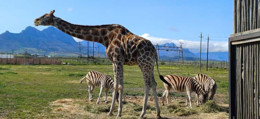 CT:Giraffe house-lions-leopard-tiger and WineTasting - A family day with room for children