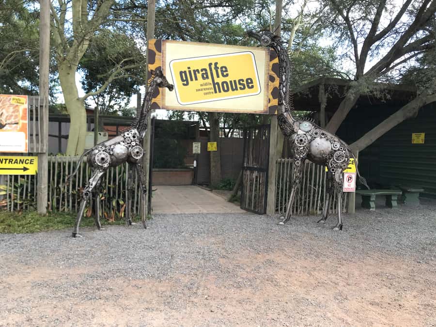 CT:Giraffe house-lions-leopard-tiger and WineTasting - Who should book this Cape Town day trip?