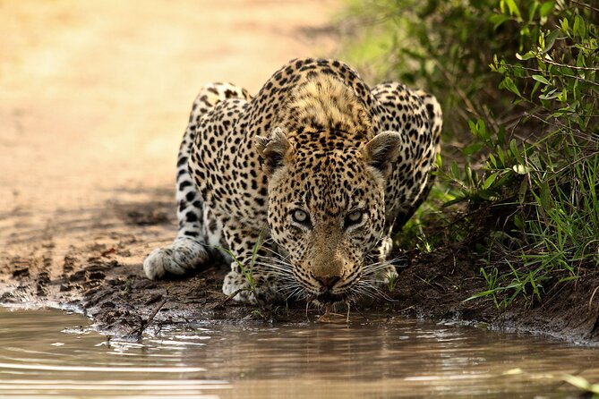 Daily Pilanesberg National Park Private Shuttle Services - Choosing the right vehicle for your group