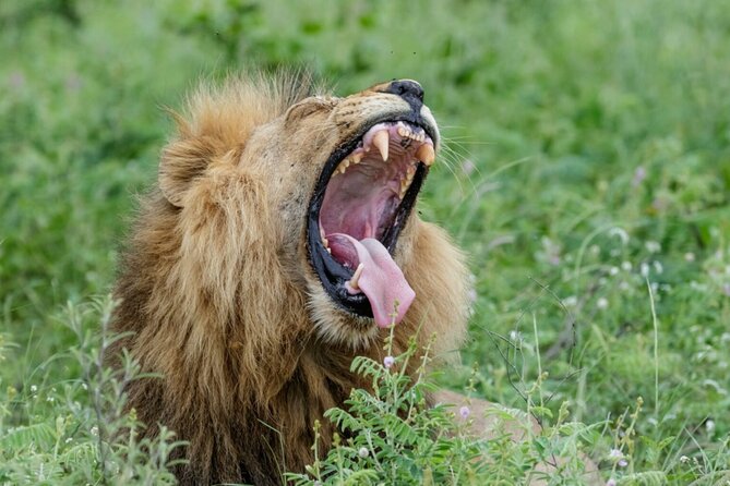Daily Pilanesberg National Park Private Shuttle Services - Timing, cancellations, and small practical details